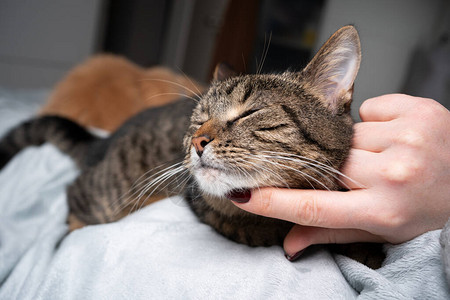 可爱的小猫喜欢被卧室的宠物图片