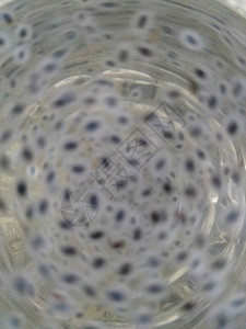 奇亚种子饮水木本模糊的纹理背景和奇阿图片
