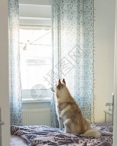 雪橇犬坐在床上透过窗户看图片