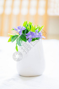 白色花瓶中美丽的紫色花朵在浅光背景图片