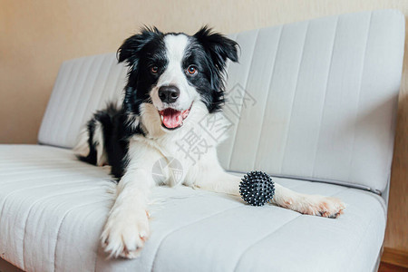 可爱的微笑小狗边境牧羊犬在室内沙发上玩具球的有趣肖像小狗的新可爱成员在家凝视和等待宠物护背景图片