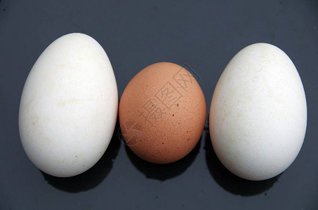 鸡蛋和鹅蛋尺寸比较背景图片