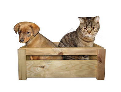 小狗和小猫放在一个方形木盒子里白色背图片