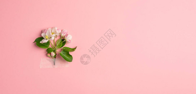 粉色背景上的一枝花图片
