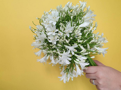 一只手握花束的女士手拿着白长袍花朵和黄图片