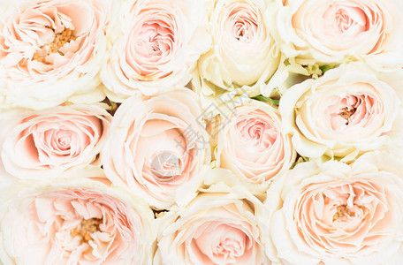 美丽的白玫瑰花当背景的图片