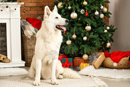 圣诞前夜在家的可爱有趣的狗图片
