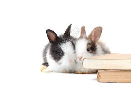 可爱的兔子学习和学习宠物教育和图片