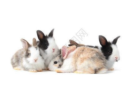 一群白色背景的可爱毛绒兔子可爱兔图片