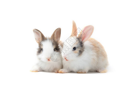 两只可爱的毛兔背景图片