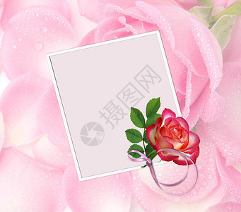 贺卡与粉红玫瑰背景图片