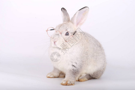 带着透明眼镜的灰兔白色背景上的小灰兔图片