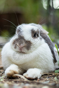 白黑兔子可爱又明亮在放松的推动图片