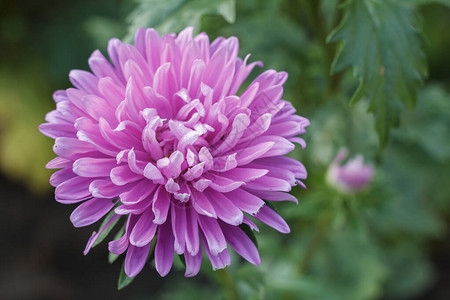 在模糊的自然背景下紫色菊花头部图片