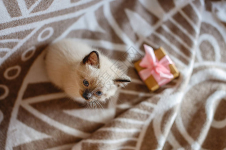 蓬松可爱的小猫在柔软的毯子上玩礼物小猫看着用丝带绑着的盒子照顾图片