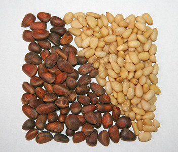 松子放在对比色旁边在棕色和米色旁边大量的坚果壳中的坚果图片