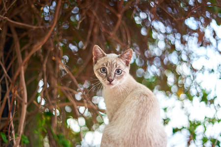 在一棵绿树前的白色小猫图片