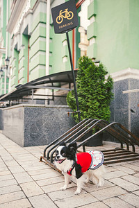 穿着衣服的小滑稽黑白狗吉娃正在城里等着自行车停场的主人图片