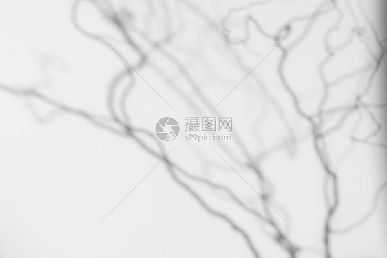 模糊的自然背景照片的叠加效果白墙上弯曲的柳树枝的灰色阴影抽图片