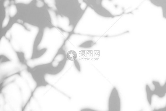 照片的重叠效果白墙上叶子的灰色阴影抽象中概念的背景模糊文本空图片