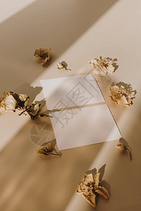 带假冒空间的空白纸页卡片和有蜜蜂底部阳光阴影的干花芽最小商业品牌模板info图片