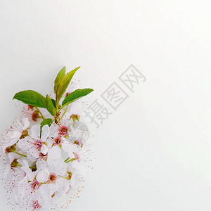白色背景上的花簇图片