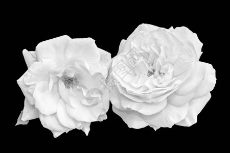 白色玫瑰花配对高钥匙单色巨集在黑色背景上分离图片