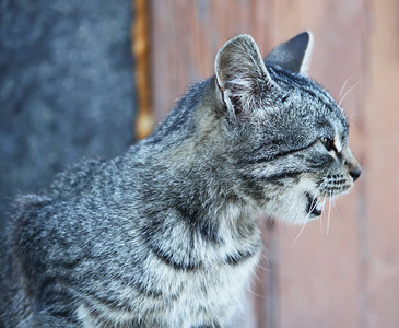 老虎和猫自然背景下的绿眼猫肖像背景