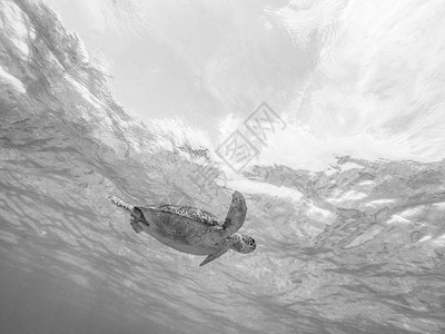 海龟在蓝海中自由游动图片