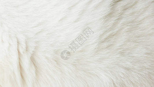 白色猫头鹰的头发紧贴图片