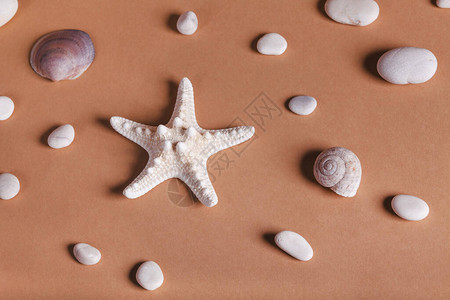 卵石贝壳和海星的夏季模式图片