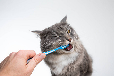 猫口牙齿白色背景前人手刷牙的年轻蓝虎斑缅因猫的工作室拍摄背景