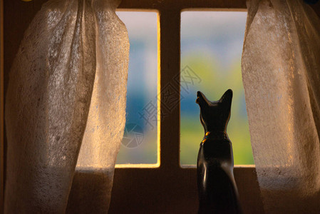 隐喻静物在窗边等猫图片