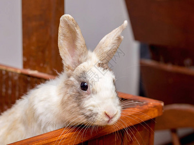 白加利福尼亚的兔子坐在图片