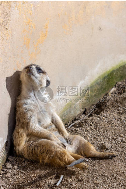 坐在靠墙仰望的猫鼬的视图Suricatasuri图片