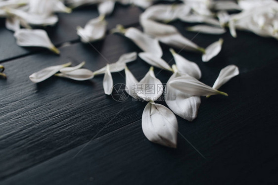 深色背景中嫩白花朵的花瓣图片