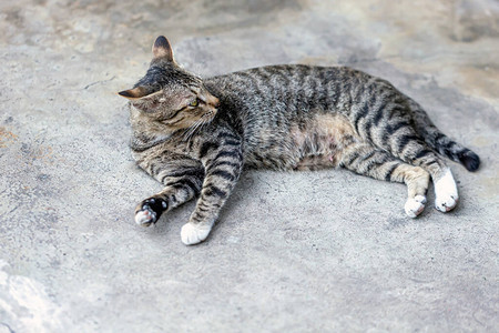 一只从未被爱过的街头小猫图片