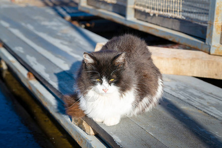 阳光下的黑白彩色猫图片