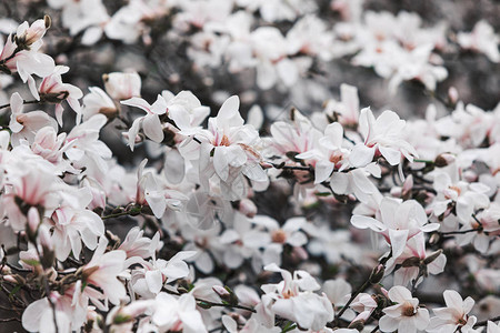 春天盛开的白玉兰树图片