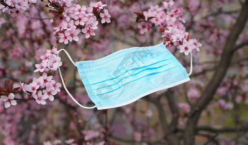 樱花树上的防护口罩背景图片