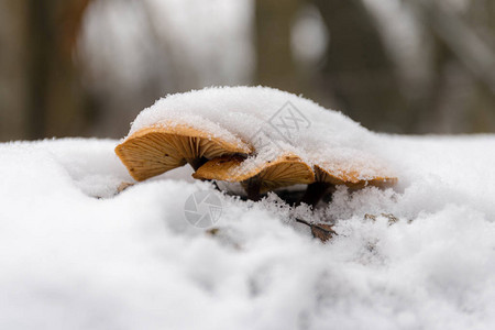 雪下树干上的蘑菇图片