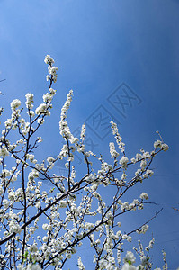 白色樱花花树图片