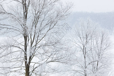 美国密歇根州卡斯特堡州立公园落雪中的冻霜图片