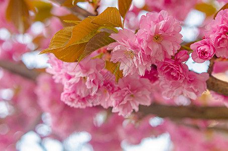 树枝上的粉色鲜花图片