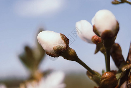樱花花蕾图片