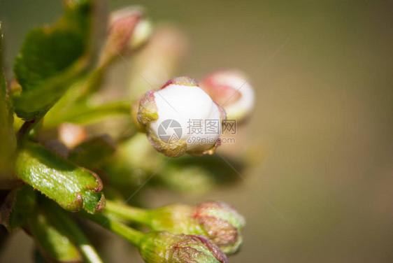 含苞待放的白樱特写图片