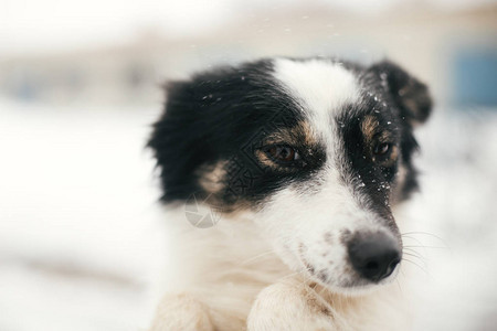 在白雪皑的冬季公园里图片