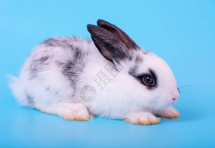 在蓝色背景上有不同动作的可爱的黑白小兔子图片