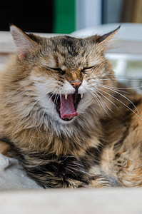 棕色毛猫躺在白椅子上这只猫在打哈欠图片