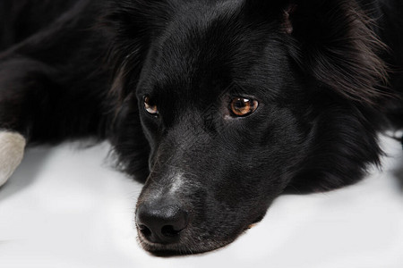 悲伤和周到的纯种边境牧羊犬的全长肖像低头沉思可爱友好的宠物用聪明的眼睛看着无聊和心烦意乱的小狗上白色与背景图片